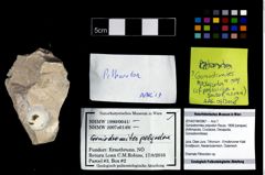 Foto (Objekt + Etikett) von Goniodromites polyodon (Reuss, 1858)  (NHMW-GEO-2014-0194-0967)